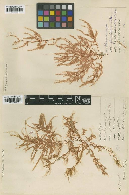 Perischelia glomulifera (J.Agardh) J.Agardh ex Kylin - BM001067459