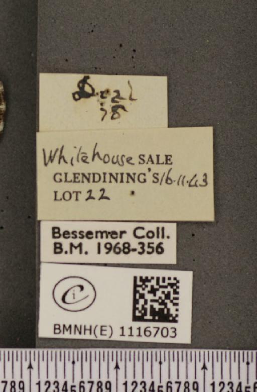Pontia daplidice (Linnaeus, 1758) - BMNHE_1116703_label_68818