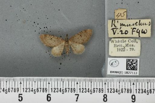 Eupithecia indigata (Hübner, 1813) - BMNHE_1827113_401156