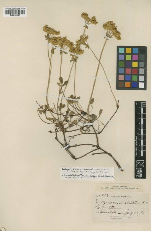 Eriogonum umbellatum var. aureum (Gand.) Reveal - BM001024607