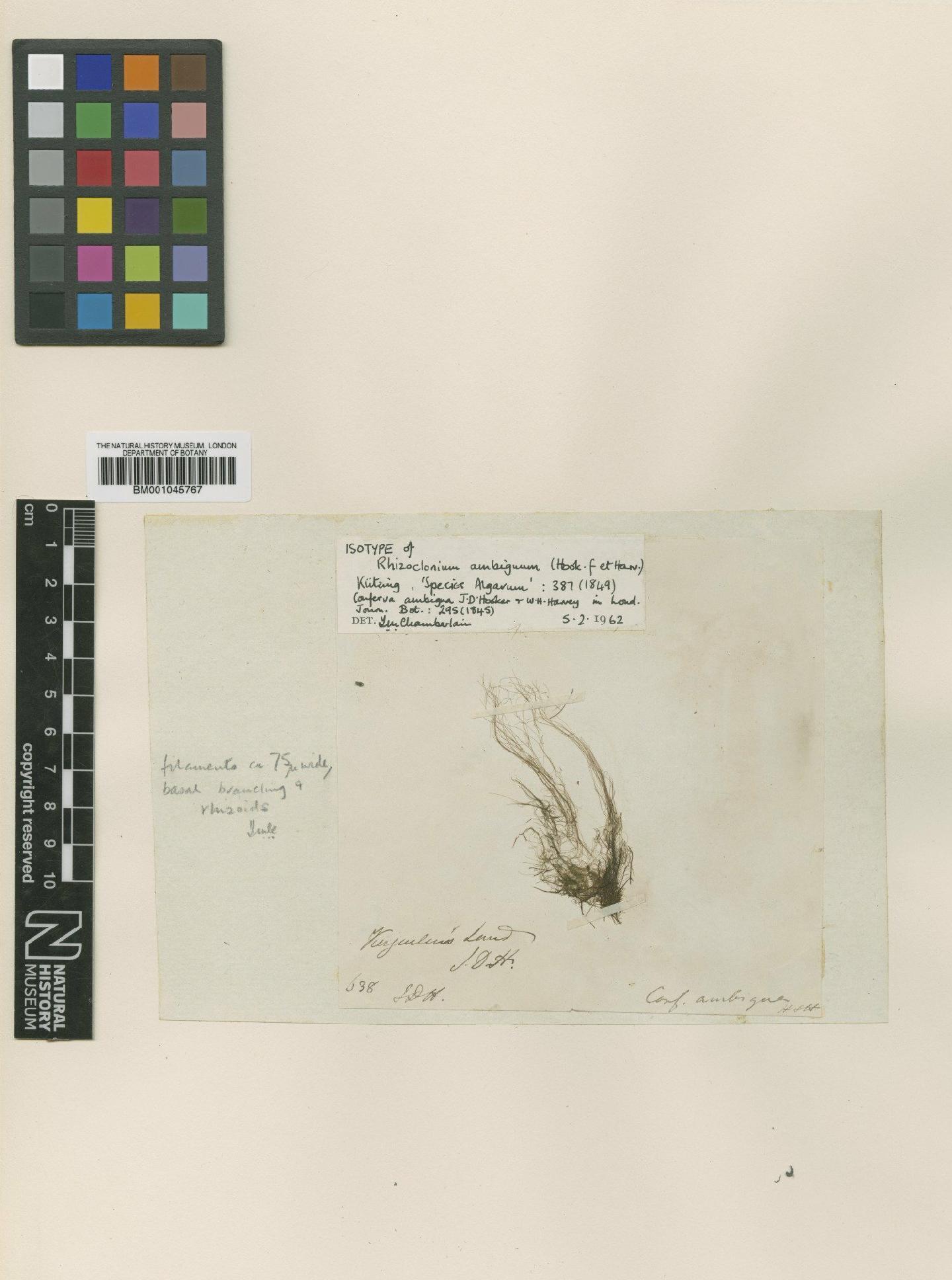 To NHMUK collection (Rhizoclonium ambiguum (Hook.f. & Harv.) Kütz.; Isotype; NHMUK:ecatalogue:747323)