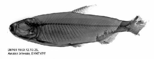 Alestes lateralis Boulenger, 1900 - BMNH 1900.12.13.25, Alestes lateralis, SYNTYPE, Radiograph