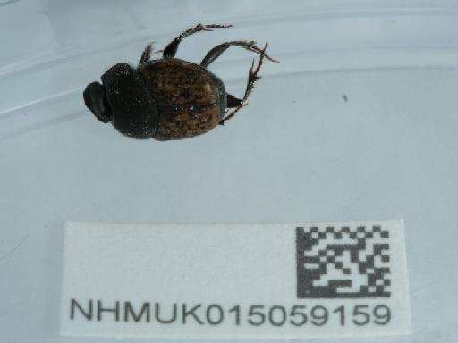 Onthophagus similis (Scriba, 1790) - 015059159_6