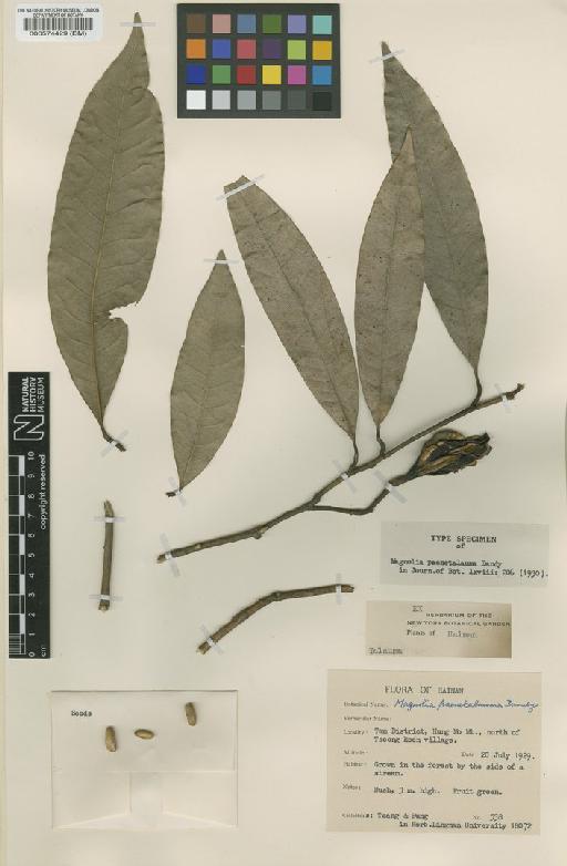Magnolia paenetalauma Dandy - BM000574429