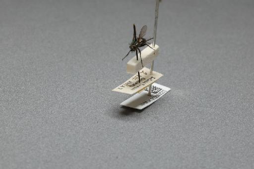 Sarcophaga (Myorhina) nigriventris Meigen, 1826 - 015092033_additional_3