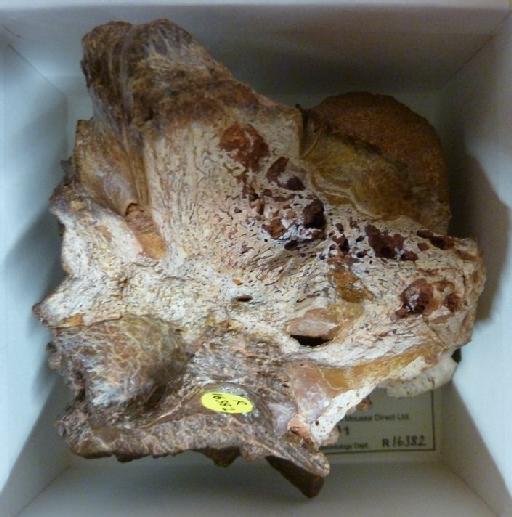 Pholidosauridae Zittel & Eastman, 1902 - R16382 crocodylomorph braincase