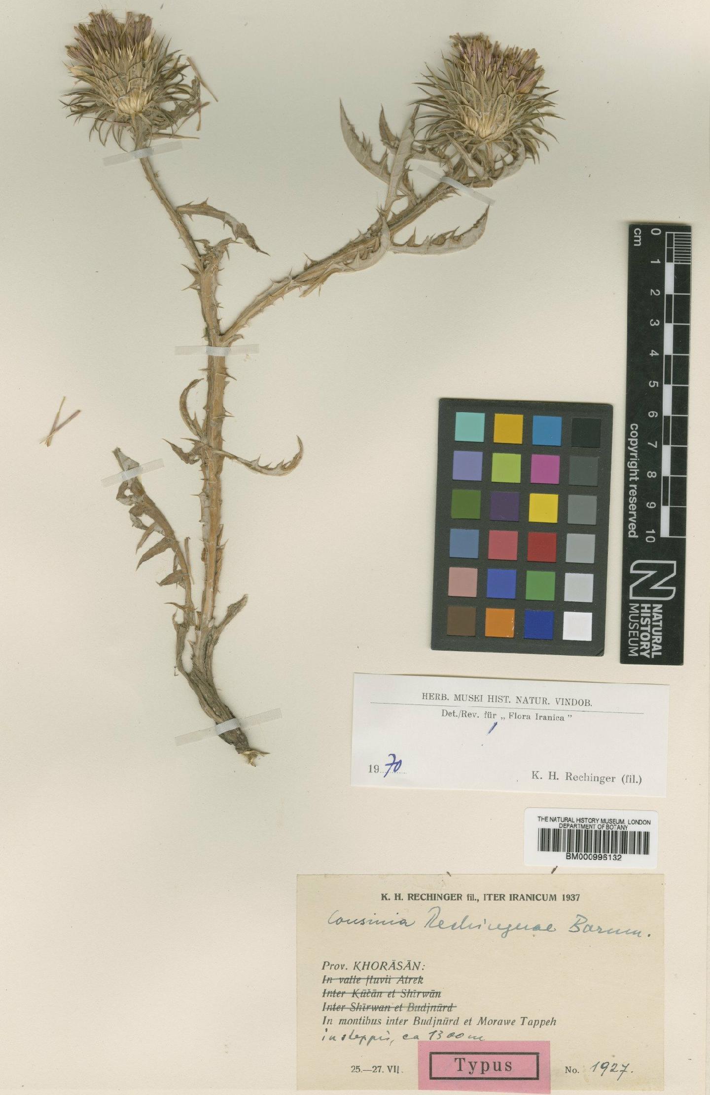 To NHMUK collection (Cousinia rechingerae Bornm.; Type; NHMUK:ecatalogue:475854)