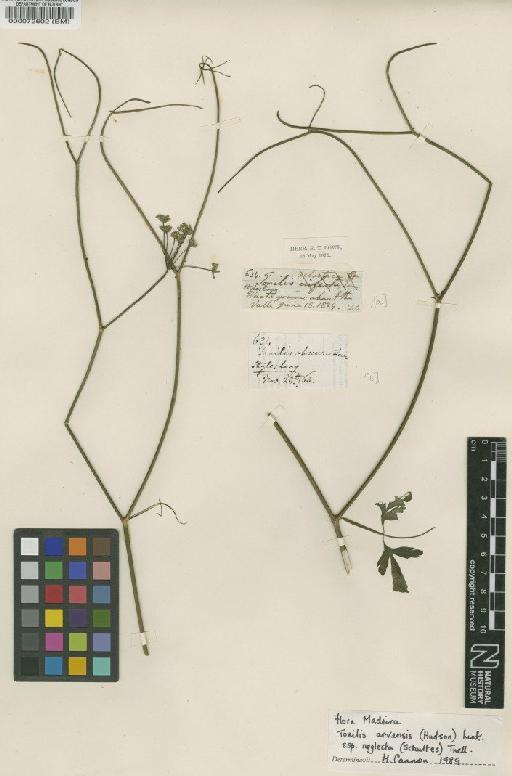 Torilis arvensis subsp. neglecta (Roem. & Schult.) Thell - BM000072602
