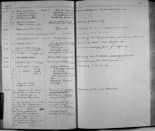 Neosteus castelnaeana - Zoology Accessions Register: Fishes: 1912 - 1936: page 146