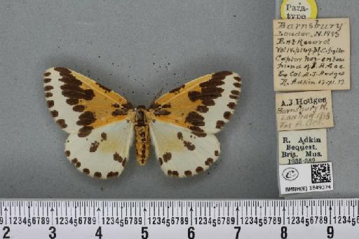 Abraxas grossulariata ab. aurivestita Cockayne, 1934 - BMNHE_1849374_414238