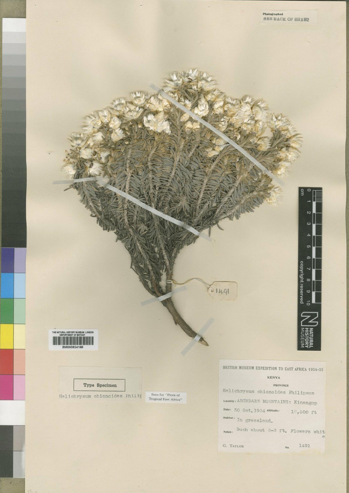 To NHMUK collection (Helichrysum chionoides Philipson; Type; NHMUK:ecatalogue:4529194)