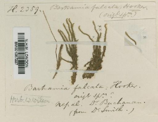 Philonotis falcata (Hook.) Mitt. - BM001087227