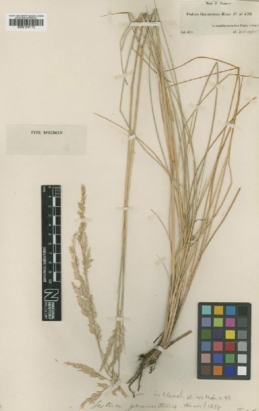 Festuca scariosa Lag. ex Willk. - BM001067172