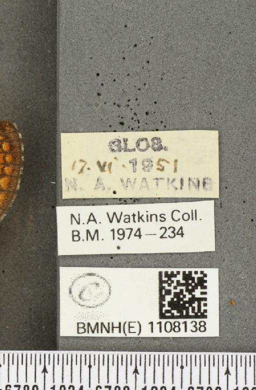 Euphydryas aurinia (Rottemburg, 1775) - BMNHE_1108138_label_48530