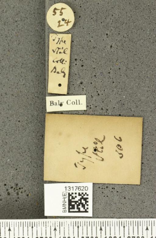 Calligrapha (Erythrographa) tortilis Stål, 1859 - BMNHE_1317620_a_label_17239