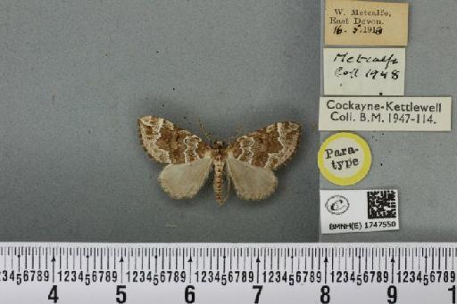 Lampropteryx otregiata (Metcalfe, 1917) - BMNHE_1747550_334433
