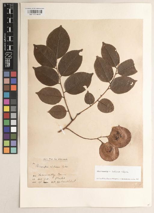 Pterocarpus indicus f. indicus - BM012564435