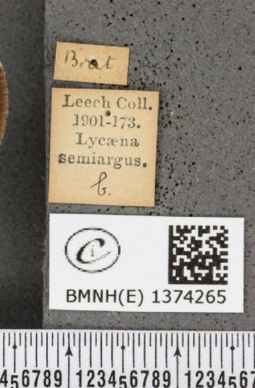 Cyaniris semiargus semiargus (Rottemburg, 1775) - BMNHE_1374265_label_167597