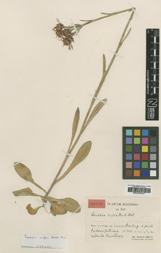 Senecio rufus -Mazz - BM000996027