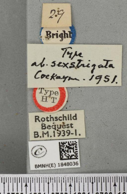 Abraxas grossulariata ab. sexstrigata Cockayne, 1951 - BMNHE_1848036_label_418341