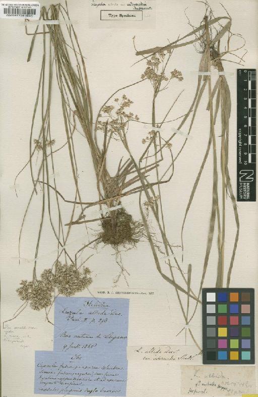 Luzula luzuloides (Lam.) Dandy & Wilmott - BM000597739