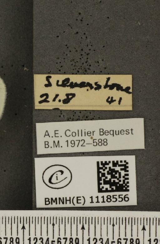 Leptidea sinapis sinapis Linnaeus, 1758 - BMNHE_1118556_label_73670