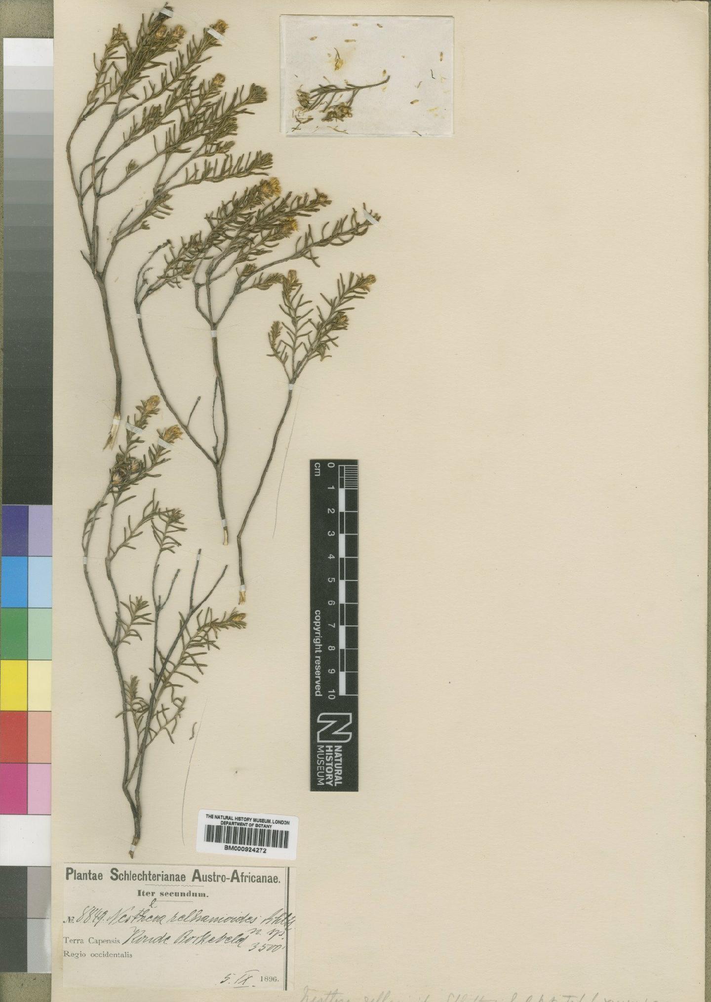 To NHMUK collection (Relhania relhanioides (Schltr.) K.Bremer; Type; NHMUK:ecatalogue:4529300)