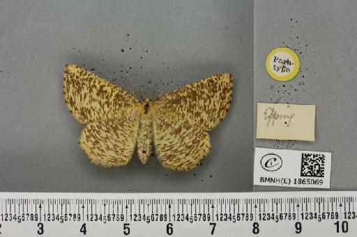 Angerona prunaria ab. striolata Klemensiewicz, 1913 - BMNHE_1865069_430735