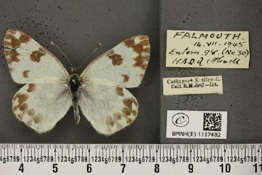 Pontia daplidice (Linnaeus, 1758) - BMNHE_1117482_68924