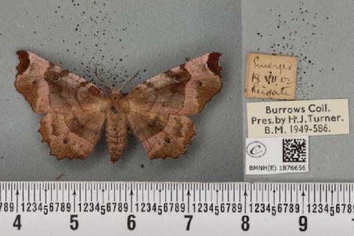 Selenia tetralunaria tetralunaria (Hufnagel, 1767) - BMNHE_1876656_448914