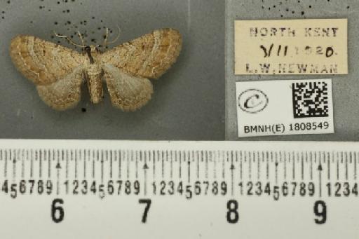 Eupithecia simpliciata (Haworth, 1809) - BMNHE_1808549_385974