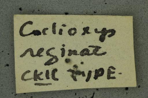 Coelioxys (Coelioxys) reginae Cockerell, T., 1905 - Coelioxys reginae type BMNH(E)970538 label 4