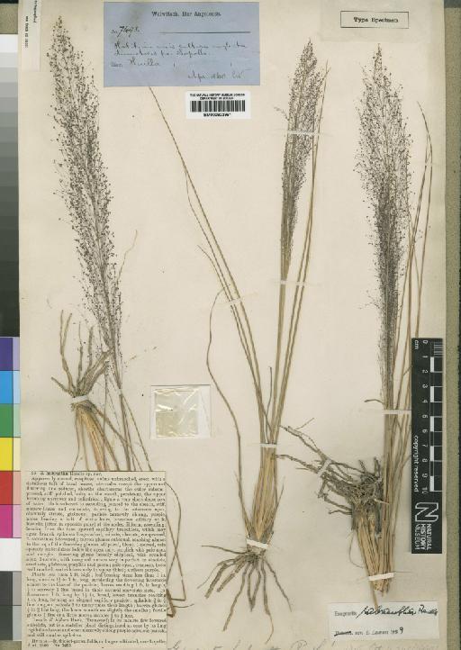 Eragrostis habrantha Rendle - BM000922991