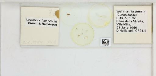 Leuronota flavipennis Brown & Hodkinson, 1988 - 010724393_117200_1146323_157663_NonType