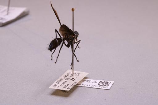 Cordyligaster fuscipennis (Macquart, 1851) - 013741452_additional_1