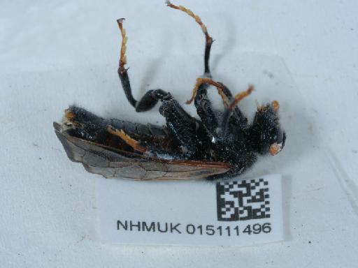 Cimbex femoratus (Linnaeus, 1758) - 015111496_1