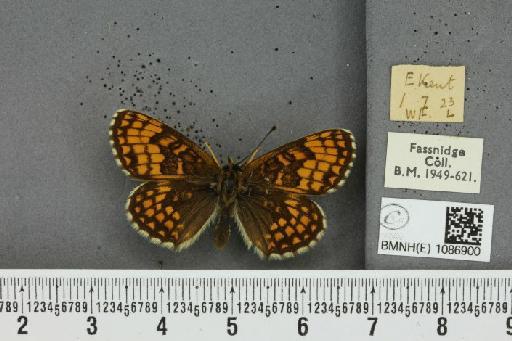 Melitaea athalia (Rottemburg, 1775) - BMNHE_1086900_57338