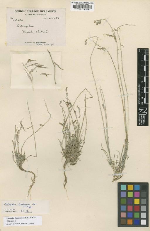 Astragalus chorizanthus Rech.f. & Gilli - BM000522195