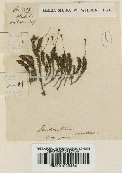 Tridontium tasmanicum Hook.f. - BM001006464