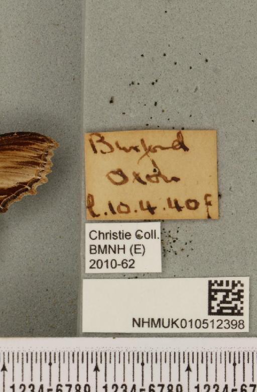 Cucullia verbasci (Linnaeus, 1758) - NHMUK_010512398_label_570152