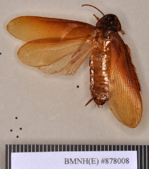 Ischnoptera dimidiata Walker, 1868 - Ischnoptera dimidiata Walker, F, 1868, male, holotype, dorsal. Photographer: Heidi Hopkins. BMNH(E)#878008