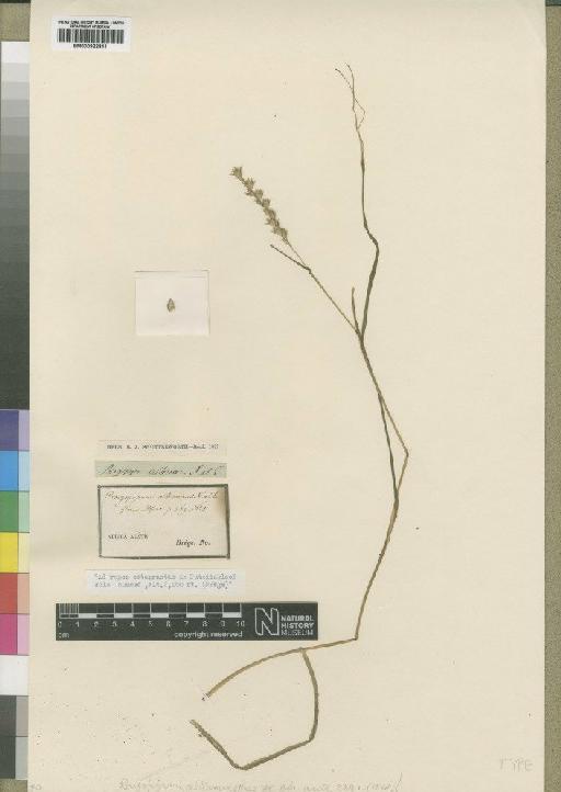 Tribolium uniolae (L.f.) Renvoize - BM000922841