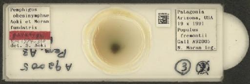 Pemphigus nortonii Maxson, 1934 - 010183319_112914_1095572