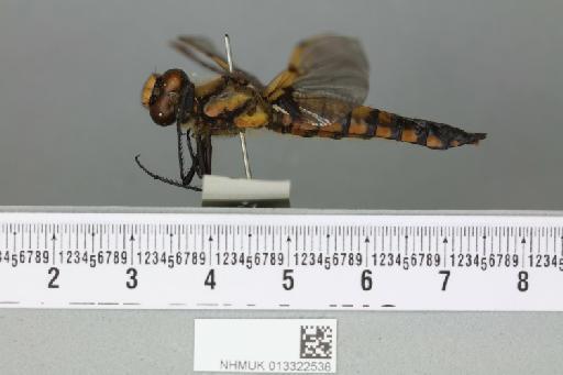 Libellula basilinea McLachlan, 1894 - 013322538_lateral