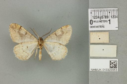 Alcis eupithecioides (West, 1929) - 013322053_additional