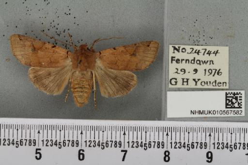 Agrochola litura (Linnaeus, 1761) - NHMUK_010567582_625207