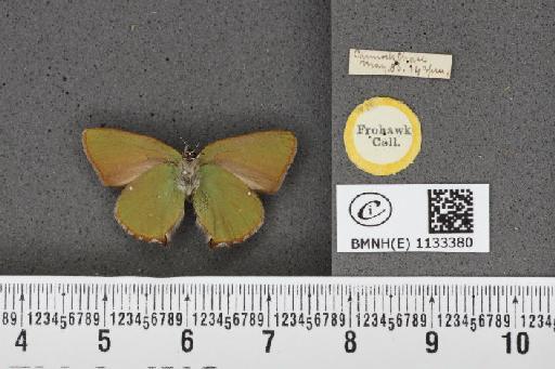 Callophrys rubi ab. brunnea Tutt, 1896 - BMNHE_1133380_97420