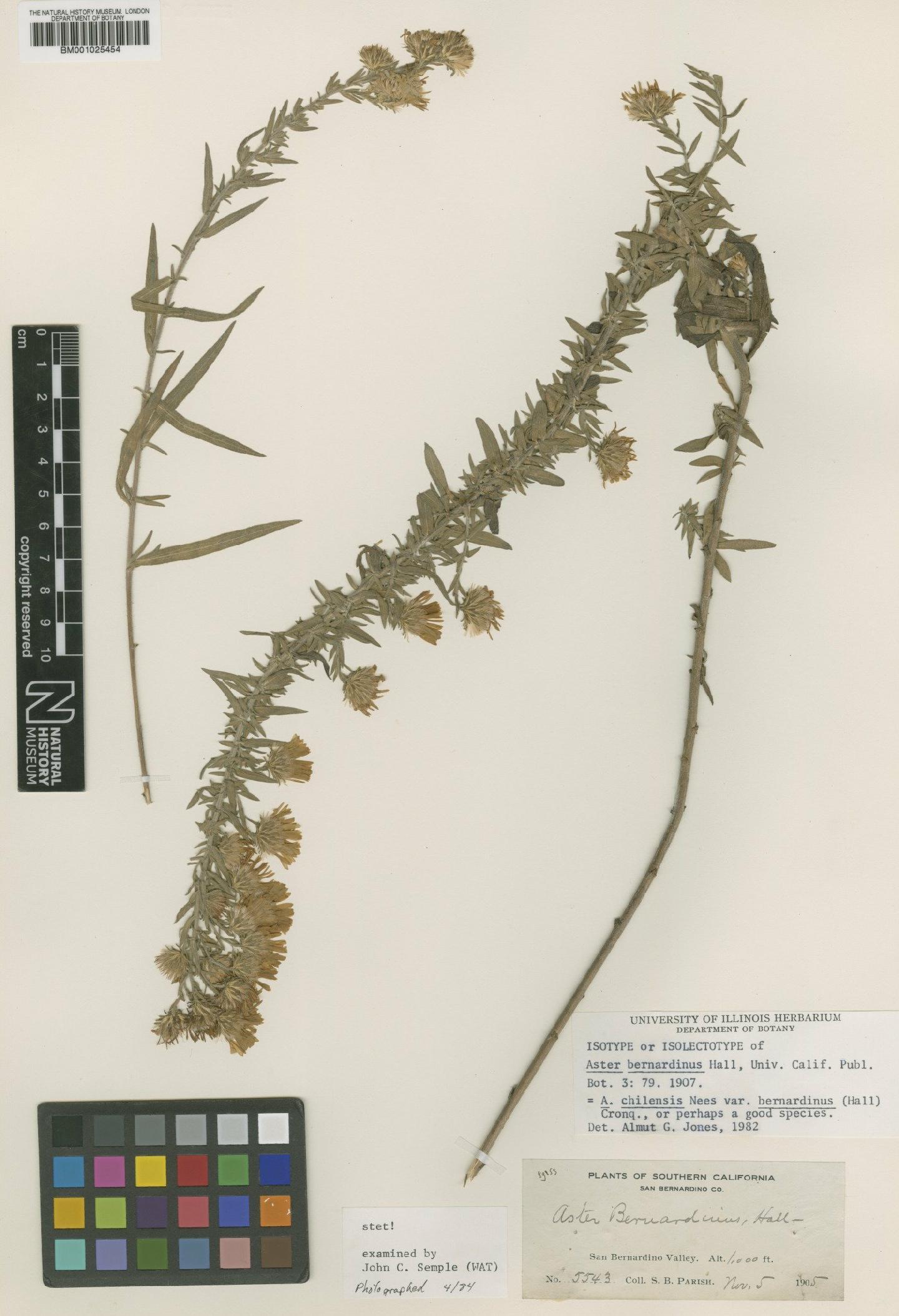 To NHMUK collection (Aster chilensis var. bernardinus (Hall) Cronq; Isolectotype; NHMUK:ecatalogue:1073331)
