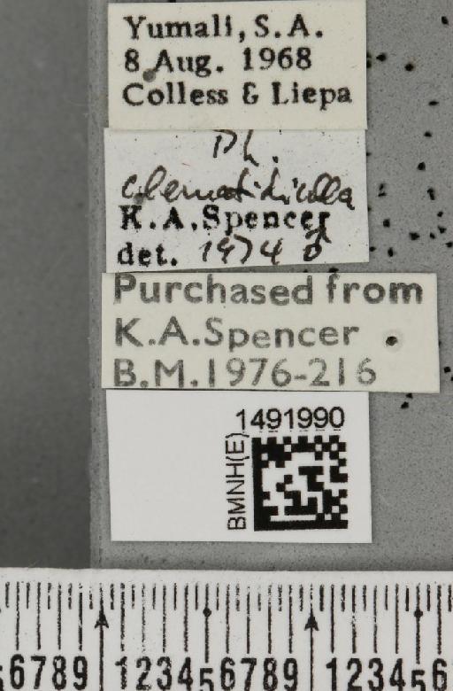 Phytomyza clematidicolla Spencer, 1963 - BMNHE_1491990_label_53690