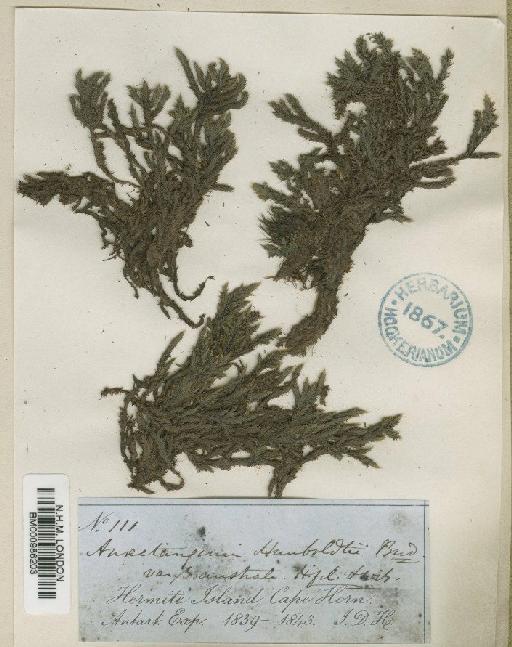 Rhacocarpus humboldtii (Hook.) Lindb. - BM000986203